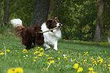 BORDER COLLIE 904